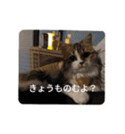 猛獣くるみの日常（個別スタンプ：24）