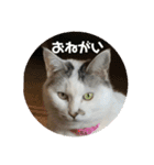 k.nオリジナル7（個別スタンプ：8）