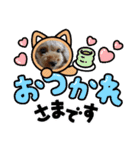 プードルひなちゃん2（個別スタンプ：2）