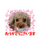 プードルひなちゃん2（個別スタンプ：10）