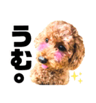 ふわもこトイプードルのマルとクー（個別スタンプ：2）