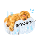 ふわもこトイプードルのマルとクー（個別スタンプ：9）