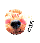 ふわもこトイプードルのマルとクー（個別スタンプ：11）
