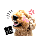 ふわもこトイプードルのマルとクー（個別スタンプ：13）