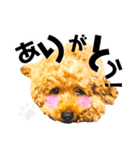 ふわもこトイプードルのマルとクー（個別スタンプ：14）