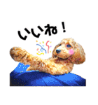 ふわもこトイプードルのマルとクー（個別スタンプ：16）