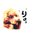 ふわもこトイプードルのマルとクー（個別スタンプ：17）