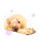 ふわもこトイプードルのマルとクー（個別スタンプ：23）