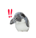 たれ耳うさぎのたまちゃん（個別スタンプ：1）