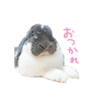 たれ耳うさぎのたまちゃん（個別スタンプ：2）
