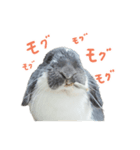 たれ耳うさぎのたまちゃん（個別スタンプ：4）