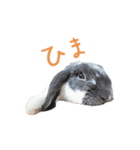 たれ耳うさぎのたまちゃん（個別スタンプ：6）