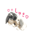 たれ耳うさぎのたまちゃん（個別スタンプ：7）