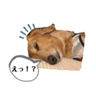 あんちゃこさん②（個別スタンプ：3）