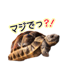 リクガメりくのスタンプ（個別スタンプ：1）