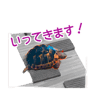 リクガメりくのスタンプ（個別スタンプ：3）