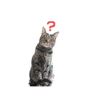ねこのにゃーにゃ（個別スタンプ：1）