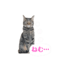 ねこのにゃーにゃ（個別スタンプ：2）
