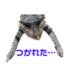 ねこのにゃーにゃ（個別スタンプ：3）