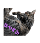 ねこのにゃーにゃ（個別スタンプ：4）