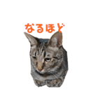 ねこのにゃーにゃ（個別スタンプ：5）