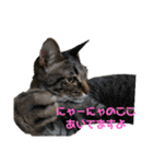ねこのにゃーにゃ（個別スタンプ：6）