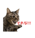 ねこのにゃーにゃ（個別スタンプ：7）