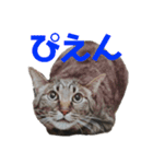 ねこのにゃーにゃ（個別スタンプ：10）
