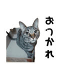 ねこのにゃーにゃ（個別スタンプ：11）