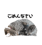 ねこのにゃーにゃ（個別スタンプ：12）