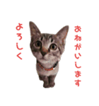 ねこのにゃーにゃ（個別スタンプ：13）