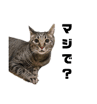 ねこのにゃーにゃ（個別スタンプ：14）