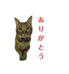 ねこのにゃーにゃ（個別スタンプ：16）