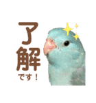 インコの豆子（個別スタンプ：1）