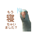 インコの豆子（個別スタンプ：2）