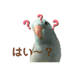 インコの豆子（個別スタンプ：3）