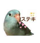 インコの豆子（個別スタンプ：4）
