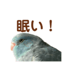 インコの豆子（個別スタンプ：5）