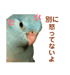インコの豆子（個別スタンプ：6）
