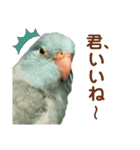 インコの豆子（個別スタンプ：9）