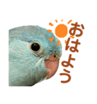 インコの豆子（個別スタンプ：10）