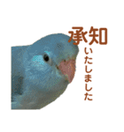 インコの豆子（個別スタンプ：11）