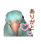 インコの豆子（個別スタンプ：12）
