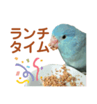 インコの豆子（個別スタンプ：13）