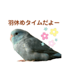 インコの豆子（個別スタンプ：14）