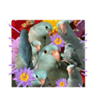 インコの豆子（個別スタンプ：15）