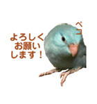 インコの豆子（個別スタンプ：16）
