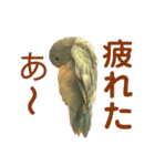 インコの豆子（個別スタンプ：19）