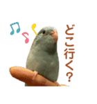 インコの豆子（個別スタンプ：20）