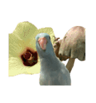 インコの豆子（個別スタンプ：22）